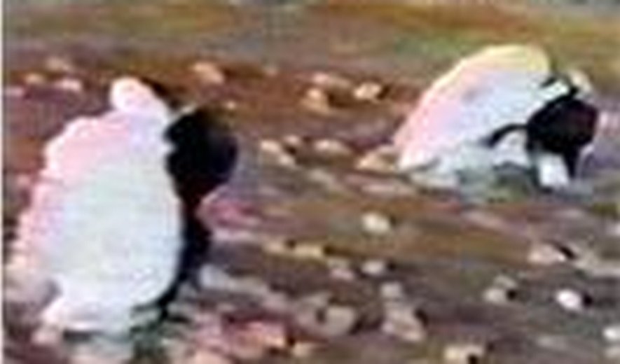 A man was hanged in Iran yesterday- His wife could be facing death by stoning soon